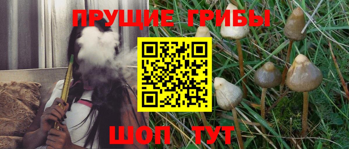 Павловский Посад  Псилоцибиновые грибы Psilocybine cubensis  Вход с VPN  Псилоцибиновые грибы Psilocybe 